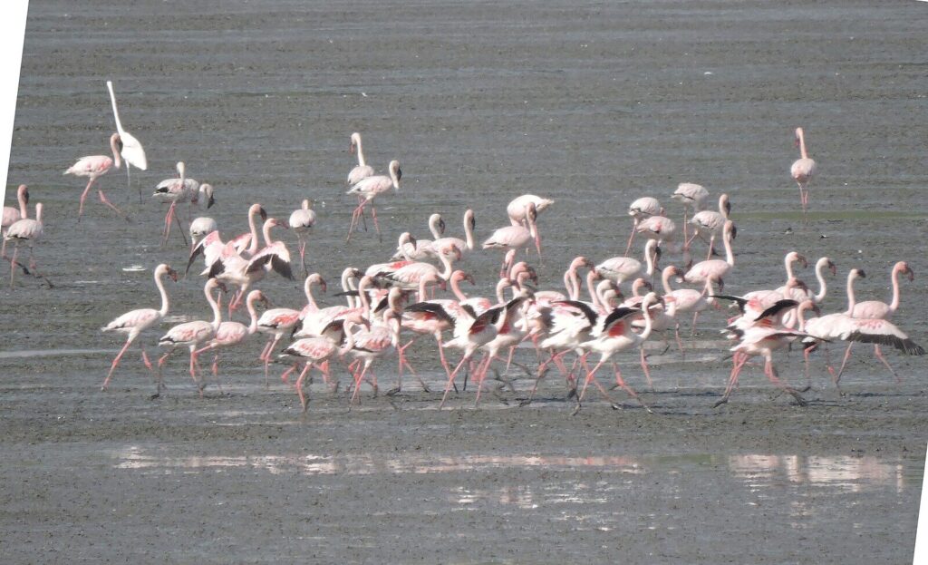 Sewri Bird Watching, Top Free Places to Visit in Mumbai